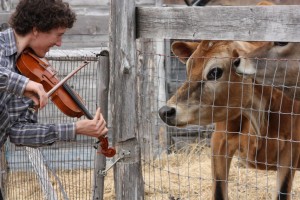 Benoit and Sunflower, our music loving cow